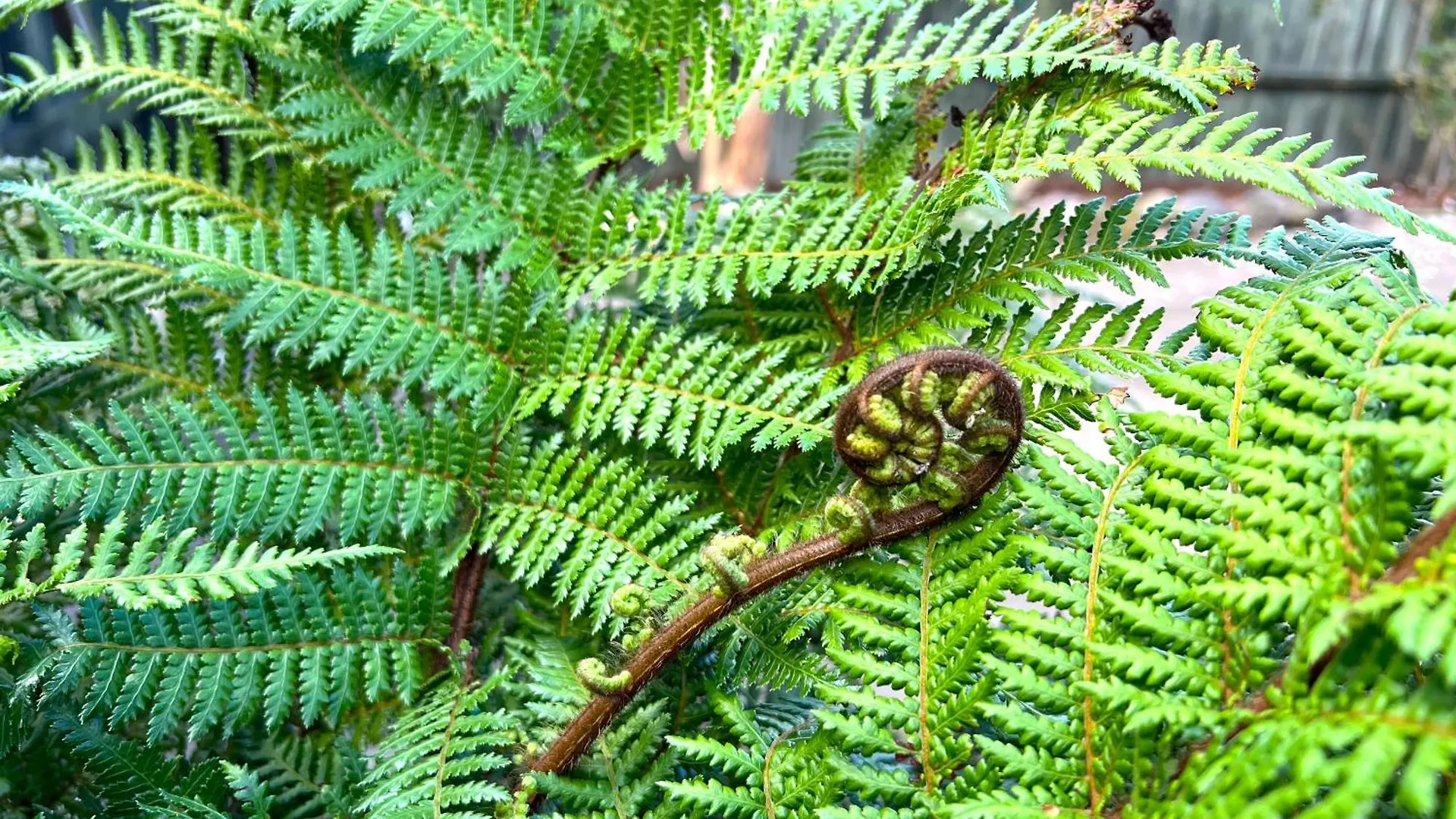 Rotorua Holiday Home - Prime Location - With Garden